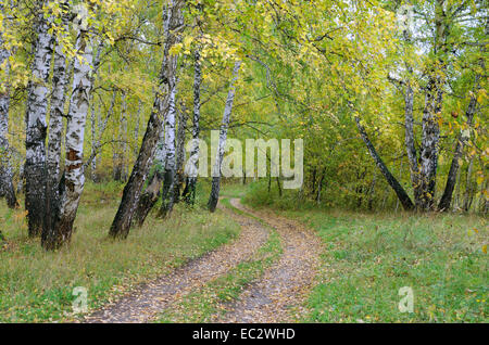 Chemin en automne forêt de bouleaux en image Banque D'Images