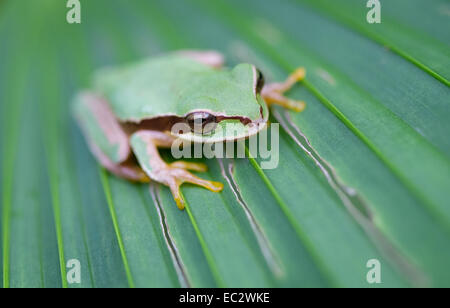 Smilisca phaeota Treefrog (masqué) dans le Gandoca-Manzanillo Wildlife Refuge au Costa Rica Banque D'Images