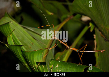 Phasme (commande) dans sauterelle de Cricket Parc National de Tortuguero, Costa Rica Banque D'Images