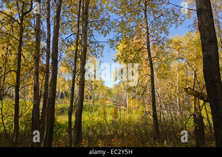 Journée d'automne ensoleillée dans la forêt Banque D'Images