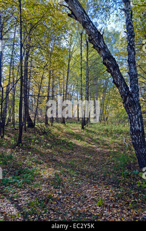 Chemin en automne forêt de bouleaux en image Banque D'Images