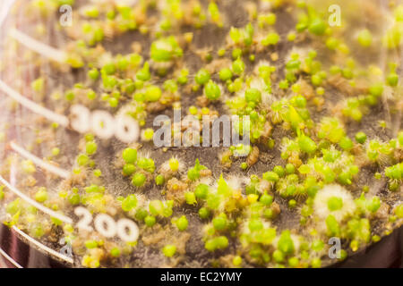 Les plantules d'Orchidées Cymbidium germent en flacons, installation des semis d'orchidées, Gallup et orchidées Stribling, Carpinteria, en Californie, Banque D'Images