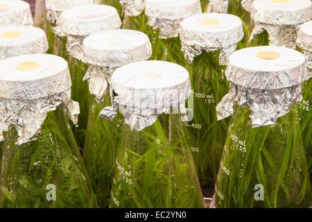 Les plantules d'orchidées cymbidiums poussent en flacons, installation des semis d'orchidées, Gallup et orchidées Stribling, Carpinteria, en Californie, de l'unité Banque D'Images