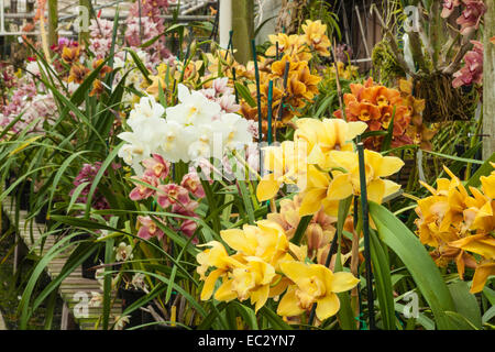 Les orchidées cymbidiums, Santa Barbara Orchid Estate, Santa Barbara, Californie, États-Unis d'Amérique Banque D'Images