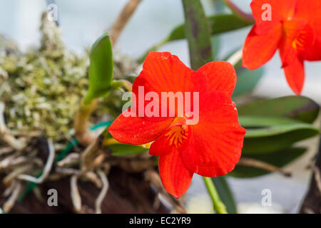 Orchidée Cattleya coccinea pousse sur l'écorce dans l'ombre du Don Brown house, Santa Barbara, Californie, États-Unis d'Amérique Banque D'Images