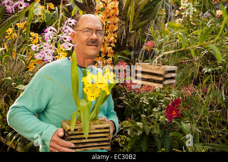 Portrait de Bill Robson tenant un odontoglossum orchidée Parade jaune orchidées entre autres dans son ombre house, Santa Barbara Banque D'Images