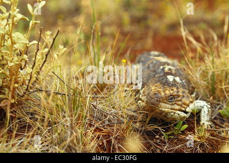 Un bobtail ou bleu lézard en langue maternelle se cache derrière une touffe qu'il tente de se réchauffer par une froide journée de nullarbor. Banque D'Images