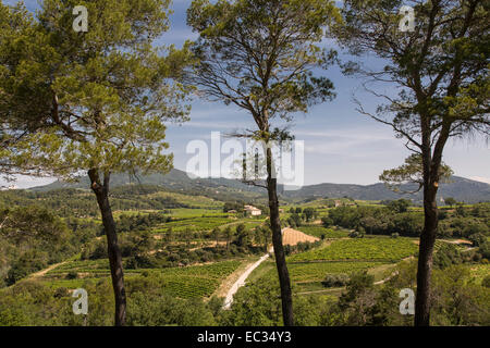 La France, Vaucluse, Provence, Dentelles de Montmirail, les vignes de cote du Rhone Banque D'Images