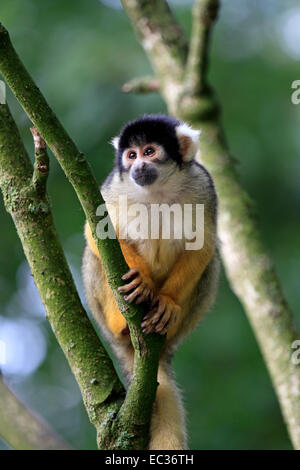 Totenkopfaeffchen, (Saimiri sciureus), Affen, Primaten, adulte, Baum, singe-écureuil commun (Saimiri sciureus), l'Amérique du Sud Banque D'Images