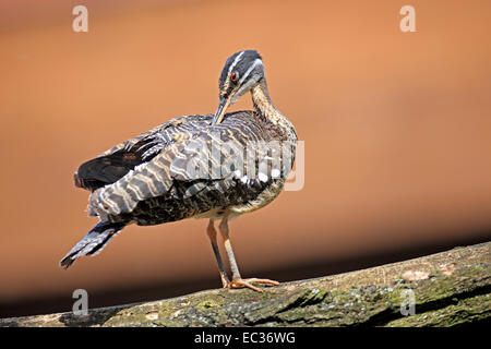 Sunbittern (Eurypyga helias), adulte, au lissage, originaire d'Amérique du Sud, captive, Heidelberg, Bade-Wurtemberg, Allemagne Banque D'Images