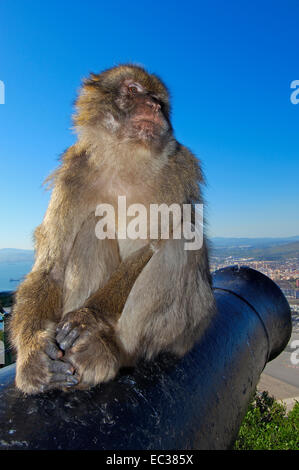 Macaque de Barbarie (Macaca sylvanus) sur un canon, Gibraltar, territoire britannique d'outre-mer, Péninsule ibérique, Europe Banque D'Images