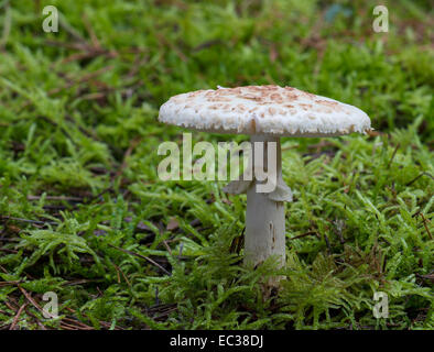 La mort de Faux cap (Amanita citrina), Mönchbruch Réserve Naturelle, Hesse, Allemagne Banque D'Images