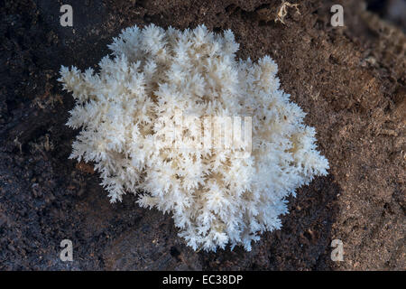 Dent de corail champignon (Hericium coralloides) sur tronc de hêtre en décomposition, Mönchbruch Réserve Naturelle, Hesse, Allemagne Banque D'Images