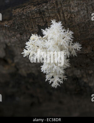 Dent de corail champignon (Hericium coralloides) sur tronc de hêtre en décomposition, Mönchbruch Réserve Naturelle, Hesse, Allemagne Banque D'Images