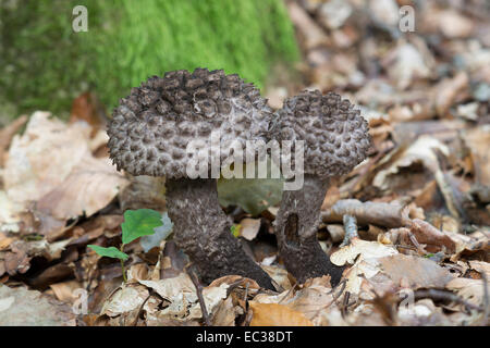 Vieil homme des bois (Strobilomyces strobilaceus), Mönchbruch Réserve Naturelle, Hesse, Allemagne Banque D'Images