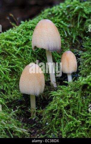 Pac Mica (Coprinus micaceus), des organes de fructification qui poussent sur le bois mort couvert de mousse, Mönchbruch Réserve Naturelle, Hesse, Allemagne Banque D'Images