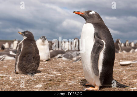 Manchots papous (Pygoscelis papua), bénévole Point, East Falkland, îles Malouines, l'Amérique du Sud Banque D'Images