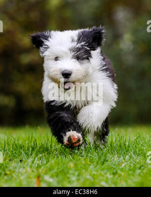 Chiot, 12 semaines, Old English Sheepdog Banque D'Images