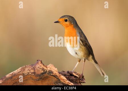 European Robin (Erithacus rubecula aux abords) sur le bois mort, Hesse, Allemagne Banque D'Images