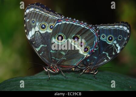 Un majestueux papillon avec ses belles ailes propagation grande ouverte. Banque D'Images