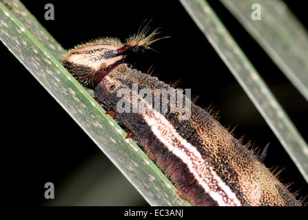 Close-up de l'exotique à l'Amérique du Sud de Caterpillar géant des forêts (Caligo eurilochus papillon Hibou) Banque D'Images