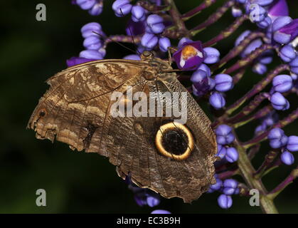 Géant de la forêt d'Amérique du Sud (Caligo eurilochus papillon owl) ailes fermées, se nourrissant d'un pourpre fleur tropicale Banque D'Images