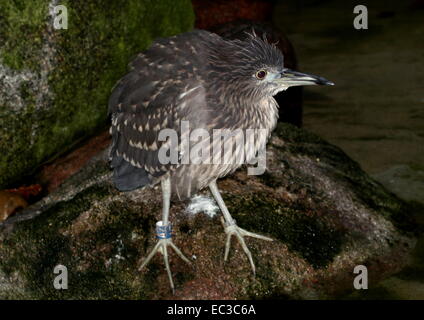 Jeune bihoreau gris (Nycticorax nycticorax) au bord de l'eau Banque D'Images