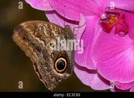 Géant de la forêt d'Amérique du Sud (Caligo eurilochus papillon owl) sur une fleur d'orchidée pourpre Banque D'Images