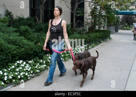 Women walking dogs sur la 5e Avenue, de Central Park, à Manhattan, New York City. USA. La plupart des gens qui possèdent des animaux domestiques beaucoup sur leur souci Banque D'Images