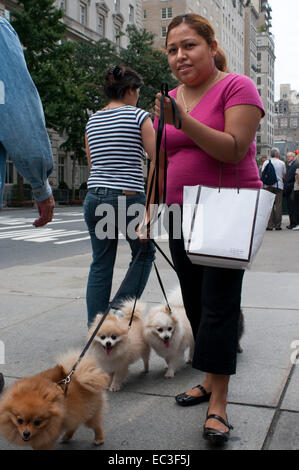 Women walking dogs sur la 5e Avenue, de Central Park, à Manhattan, New York City. USA. La plupart des gens qui possèdent des animaux domestiques beaucoup sur leur souci Banque D'Images