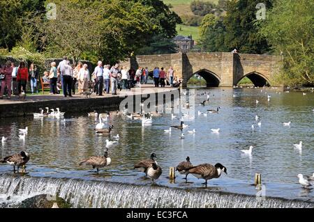 Afficher le long de la rivière Wye vers le pont médiéval avec un déversoir à l'avant-plan, Bakewell, Derbyshire, Angleterre, Royaume-Uni, Europe. Banque D'Images