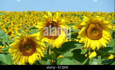 Trois tournesols se faire remarquer dans un champ de tournesol. Banque D'Images