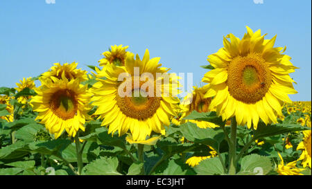 Trois tournesols se faire remarquer dans un champ de tournesol. Banque D'Images