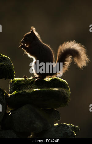 Rimlit, silhouette d'Écureuil roux, l'alimentation sur le mur, du Yorkshire, UK Banque D'Images