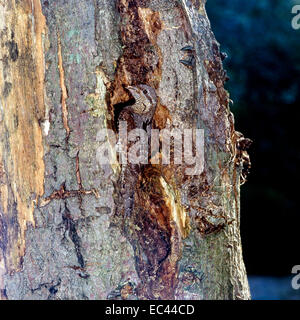 Fourmilier eurasien (Jynx torquilla) près du nid dans un trou d'arbre Banque D'Images