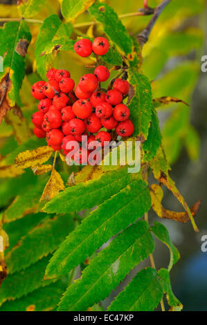 Fruits rouges de l'Rowan, Sorbus aucuparia Banque D'Images