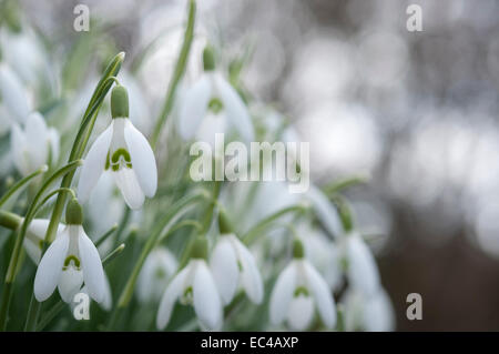 Un bouquet de perce-neige unique avec un fond clair. Prises d'un angle faible dans un jardin. Banque D'Images