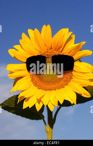tournesol drôle Banque D'Images