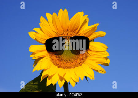 tournesol drôle Banque D'Images