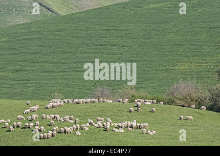 Troupeau de brebis toscan sur un pâturage dans les Crete Senesi Banque D'Images