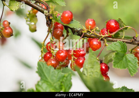 Grappe de groseille rouge sur une branche après une pluie Banque D'Images