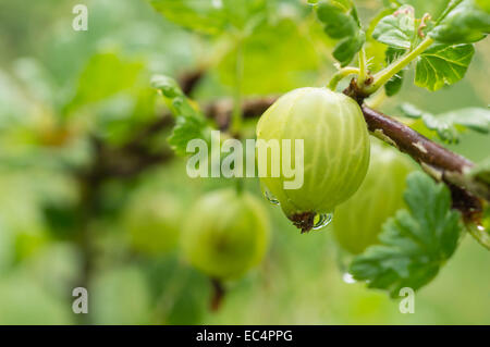 Petits fruits Groseille après une pluie close up Banque D'Images