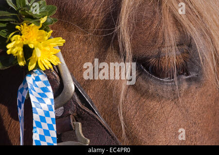 L'eae d'un cheval Banque D'Images