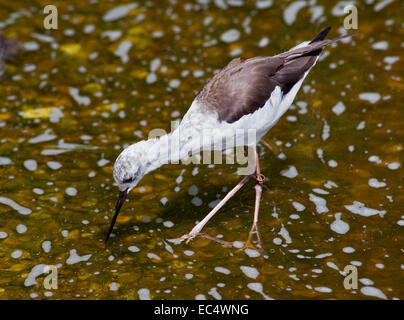 Black-Winged Stilt (Himantopus himantopus) fouillant pour l'alimentation Banque D'Images