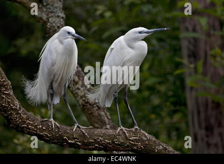 Deux des aigrettes Garzettes (Egretta garzetta) dans l'arbre Banque D'Images