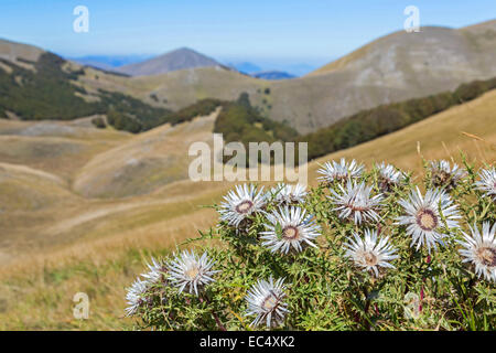 Carlina acaulis dans Apennins Banque D'Images