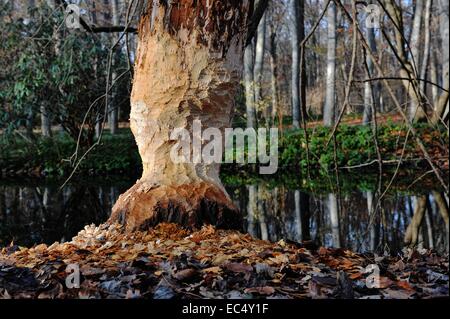 Berlin, Allemagne. 09Th Dec, 2014. Un arbre qui a été rongé par un castor est à un étang à Tiergarten à Berlin, Allemagne, 09 décembre 2014. Le castor a laissé sa marque derrière pour un bon trois semaines et a coupé de nombreux arbres. Photo : PAUL ZINKEN/dpa/Alamy Live News Banque D'Images