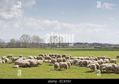 Troupeau de moutons dans les Crete Senesi Banque D'Images