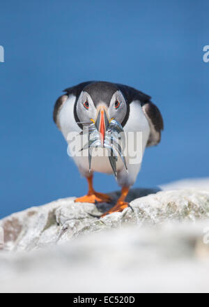 Macareux moine, Fratercula arctica, avec bec plein de lançon debout sur falaise avec fond mer bleue Banque D'Images