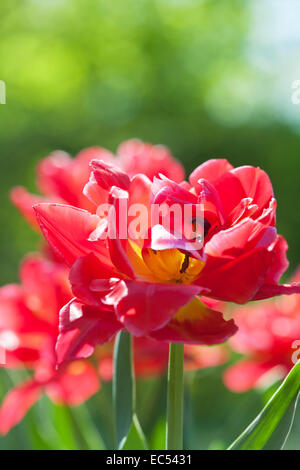 Champ de printemps avec tulipes rouges Banque D'Images